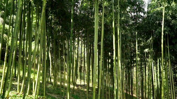 Fatti Sui Pavimenti In Bambù 10 Fatti Potenti